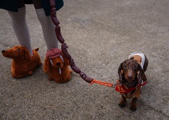 Kakšen je svet skozi pasje oči? Poglejte si, kako vidijo, slišijo in dojemajo svojo okolico (tako boste lažje razumeli štirinožce)