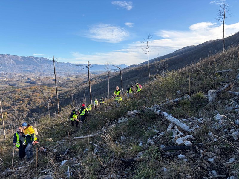 McDonald's posadil 3.000 novih dreves