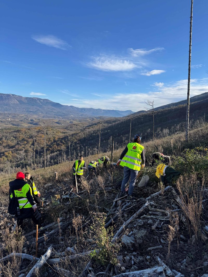 McDonald's posadil 3.000 novih dreves