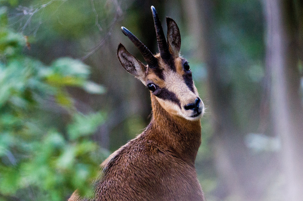 Kaznivo dejanje v slovenskem gozdu: neznani storilec s strelnim orožjem pokončal gamsa (foto: Aleš Srnovršnik/Bobo)