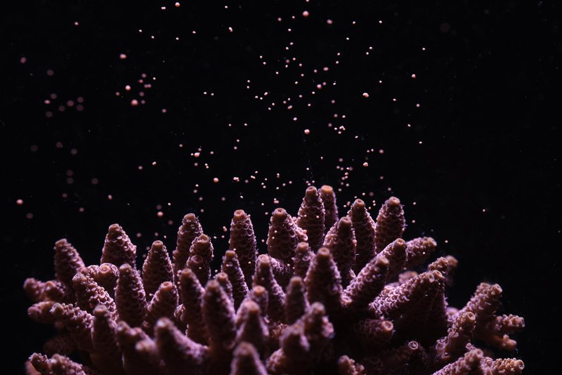 Nevidni svet – veččutna razstava med krošnjami Pohorja