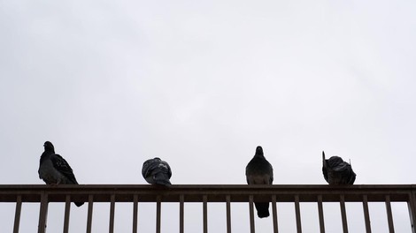 Slovenec ima doma nadlogo, ki se je nikakor ne more znebiti: "Pristajajo povsod in se sprehajajo po celotnem balkonu ..."