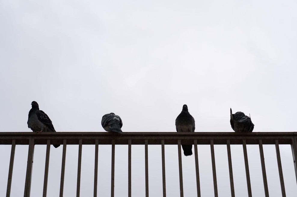 Slovenec ima doma nadlogo, ki se je nikakor ne more znebiti: "Pristajajo povsod in se sprehajajo po celotnem balkonu ..." (foto: Profimedia)