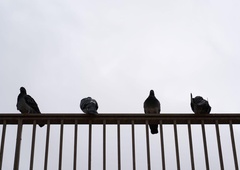 Slovenec ima doma nadlogo, ki se je nikakor ne more znebiti: "Pristajajo povsod in se sprehajajo po celotnem balkonu ..."