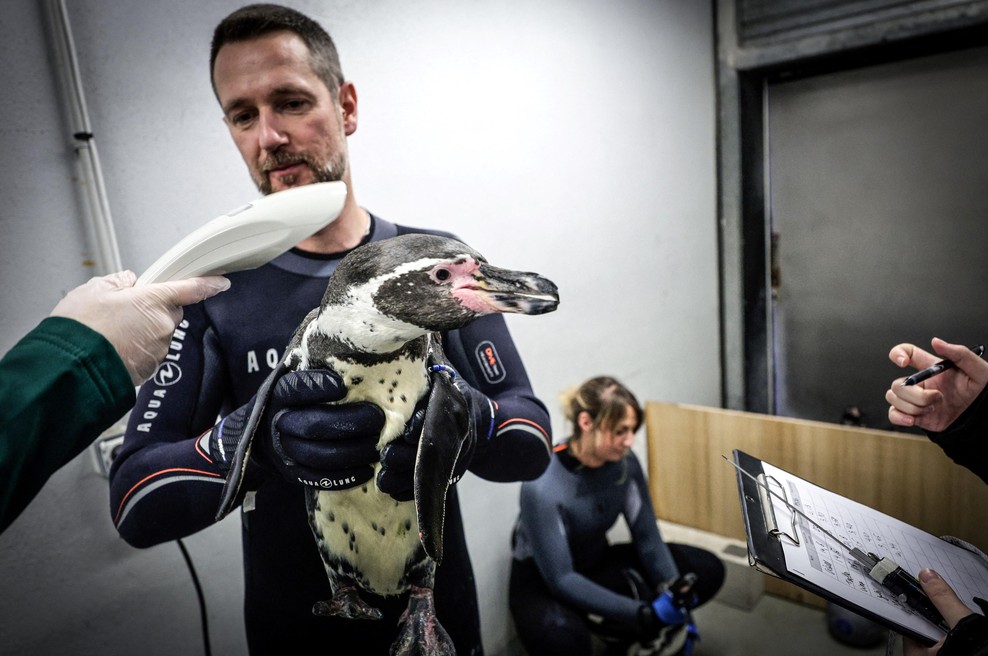 Pred nevarno boleznijo cepili celo pingvine: sezona izbruha bi lahko bila letos hujša kot doslej (foto: Profimedia)