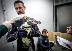 Pred nevarno boleznijo cepili celo pingvine: sezona izbruha bi lahko bila letos hujša kot doslej