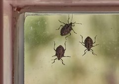 Zbežijo takoj, ko zavohajo: poškropite okvirje oken in vrat s to tekočino (pozabite na smrdljivce)