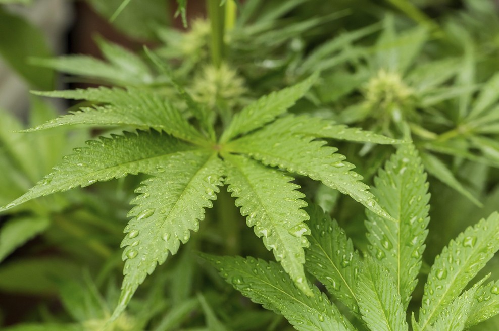 Policija stopila na prste trojici, ki naj bi prodala skoraj eno tono marihuane (foto: Profimedia)