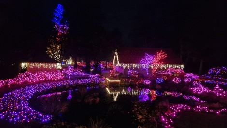 Mozirski gaj park december jelka