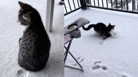 Posnetek, ki topi srce: posvojen mucek prvič stopil na sneg (njegova reakcija v hipu osvojila splet)
