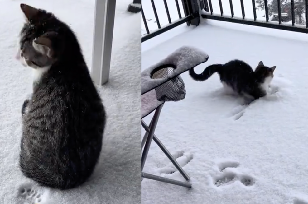 Posnetek, ki topi srce: posvojen mucek prvič stopil na sneg (njegova reakcija v hipu osvojila splet) (foto: TikTok @martystgoat / Posnetek zaslona)