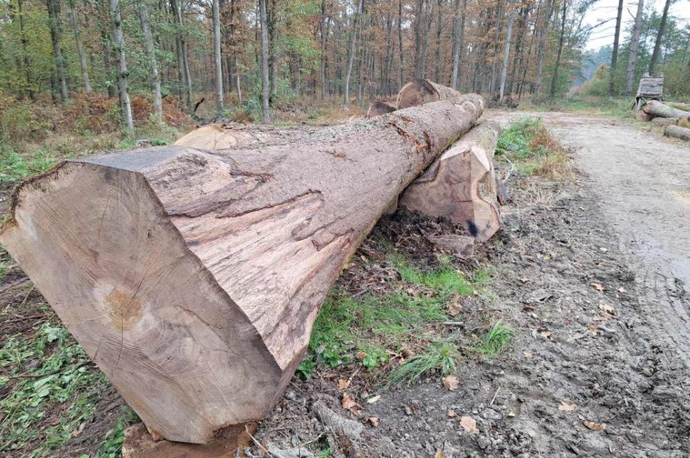 Slovenski gozdovi skrivajo pravo bogastvo: les slovenskega drevesa prodali za ... (foto: Facebook/Slovenski državni gozdovi)