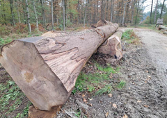 Slovenski gozdovi skrivajo pravo bogastvo: les slovenskega drevesa prodali za ...