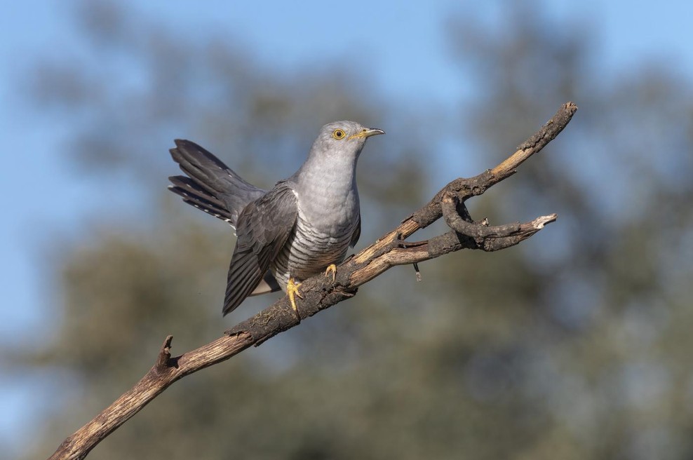 Kaj pomeni, če slišite kukavico? (Prinaša vam pomembno sporočilo) (foto: Profimedia)