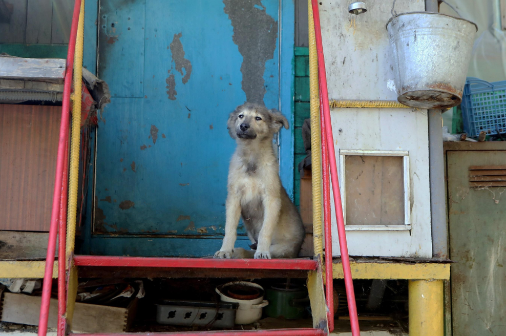 Genetiki so analizirali kri 8 psov z območja Černobila: v njihovi DNK so našli to (foto: profimedia)