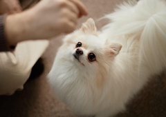 Strokovnjaki pojasnjujejo: to so 4 razlogi, zakaj pes maha z repom - številni mislijo, da je srečen, a za tem tiči veliko resnejša zadeva