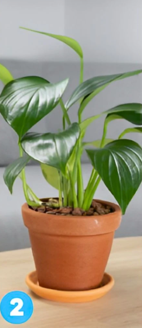 2 Če ste izbrali to rastlino, pomeni, da ste pozorni na podrobnosti življenja in ste občutljivi na čustva ljudi okoli …