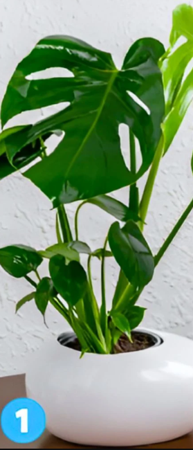 1 Če ste izbrali prvo rastlino, ste oseba, ki ima rada družbo. Radi se vključujete v pogovore in ste pogosto …