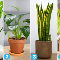 Katero sobno rastlino ste izbrali? Psihološki test, ki razkriva vaš značaj