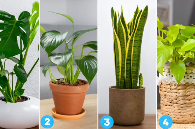 Katero sobno rastlino ste izbrali? Psihološki test, ki razkriva vaš značaj