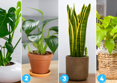 Katero sobno rastlino ste izbrali? Psihološki test, ki razkriva vaš značaj