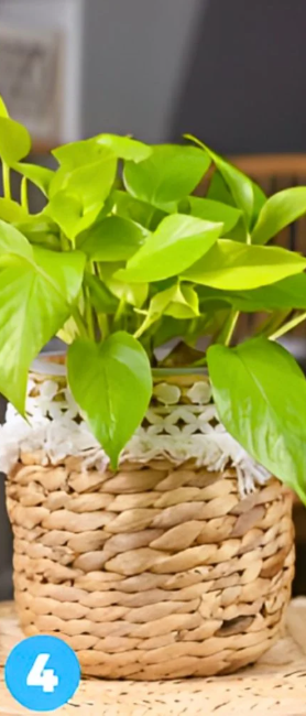 4 Če ste izbrali četrto rastlino, to pomeni, da ste močno usmerjeni k ciljem in vedno gledate naprej. Osebni in …