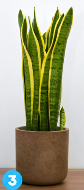 3 Izbira tretje rastline kaže, da ste izbirčni glede tega, komu pokažete svoj pravi jaz. Morda se ne odprete zlahka …