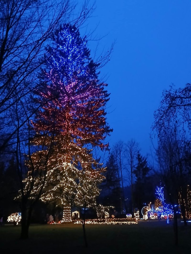 Mozirski gaj park cvetja bozic prazniki smreka jelka