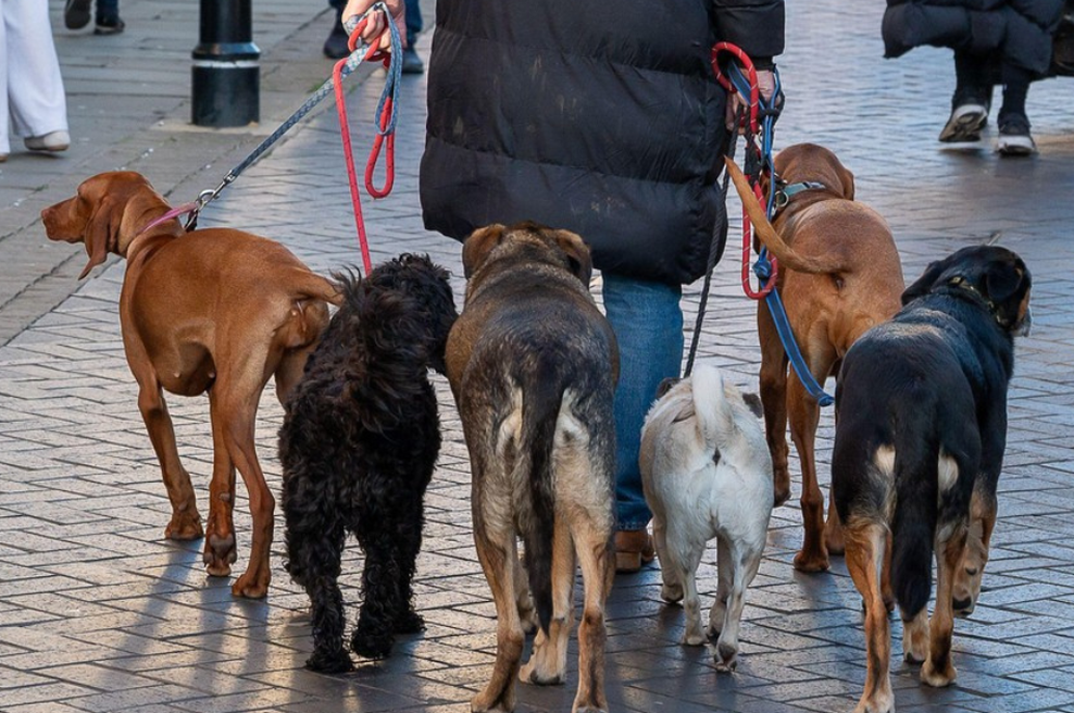 Pasma psa, ki postaja vse bolj priljubljena: ne laja, nima neprijetnega vonja in redko zboli (foto: Profimedia)