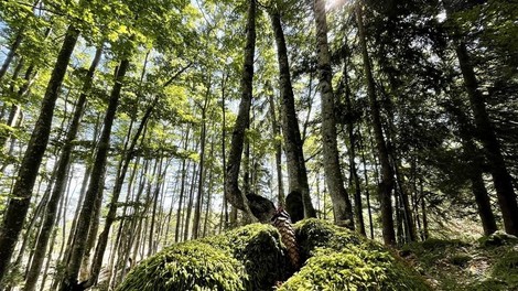 drevesa gozd Forest Melody