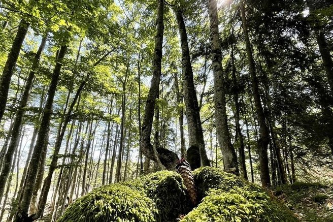 drevesa gozd Forest Melody