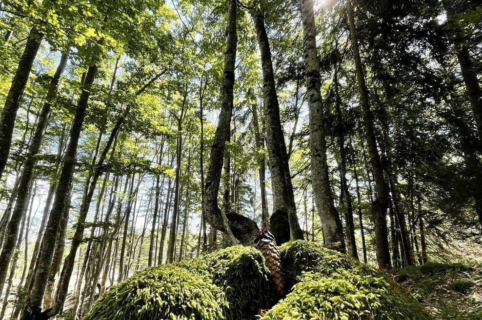 Dogodek, ki je zelo redek: oko kamere sredi gozda ujelo nevarnega predatorja, samo poglejte si to neverjetno žival (foto: STO)