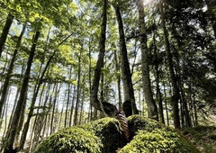 Dogodek, ki je zelo redek: oko kamere sredi gozda ujelo nevarnega predatorja, samo poglejte si to neverjetno žival