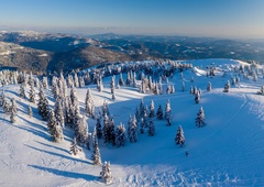 V Sloveniji obstaja gozd, ki zapoje, turisti ga obožujejo – to ni izlet, to je vrnitev k sebi!