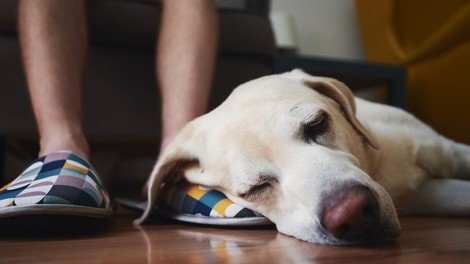 pes spanec pri nogah telesna govorica