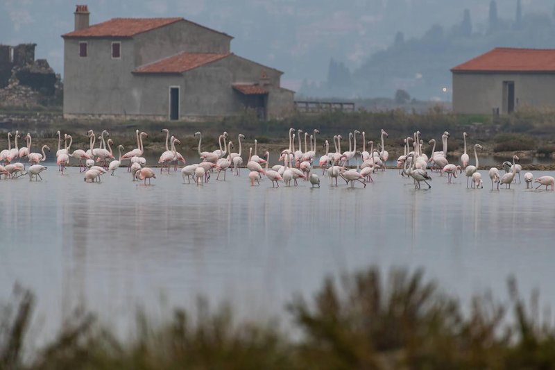 Sečovlje krajinski park ameriski plamenec flamingo