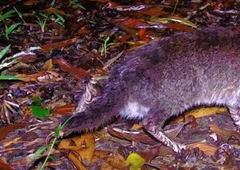 Začudeni znanstveniki sredi gozda fotografirali žival, za katero so mislili, da več ne obstaja