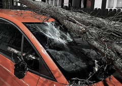 Tragedija na slovenski cesti: na 57-letno voznico osebnega avtomobila med vožnjo padlo drevo