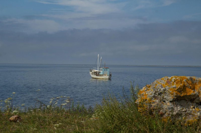 Na Jadranu se dogaja nekaj zaskrbljujočega: ribiči se držijo za glave, znanstveniki razkrili osupljivo resnico