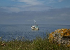 Na Jadranu se dogaja nekaj zaskrbljujočega: ribiči se držijo za glave, znanstveniki razkrili osupljivo resnico