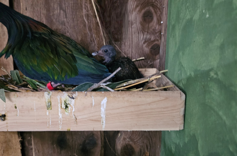 mladič nikobarski golob živali Tropska hiša v Celju