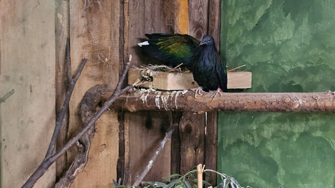 mladič nikobarski golob živali Tropska hiša v Celju