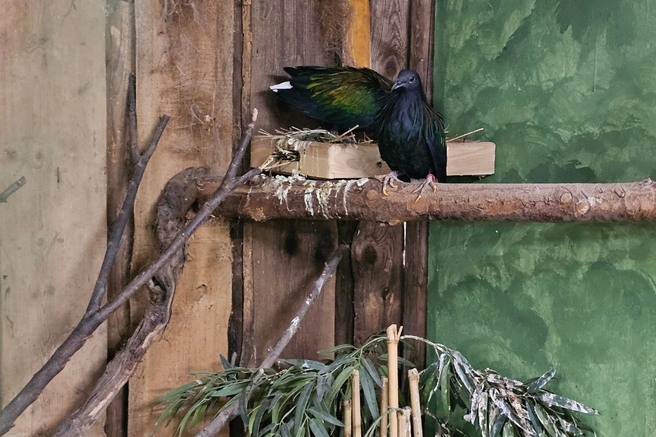 mladič nikobarski golob živali Tropska hiša v Celju