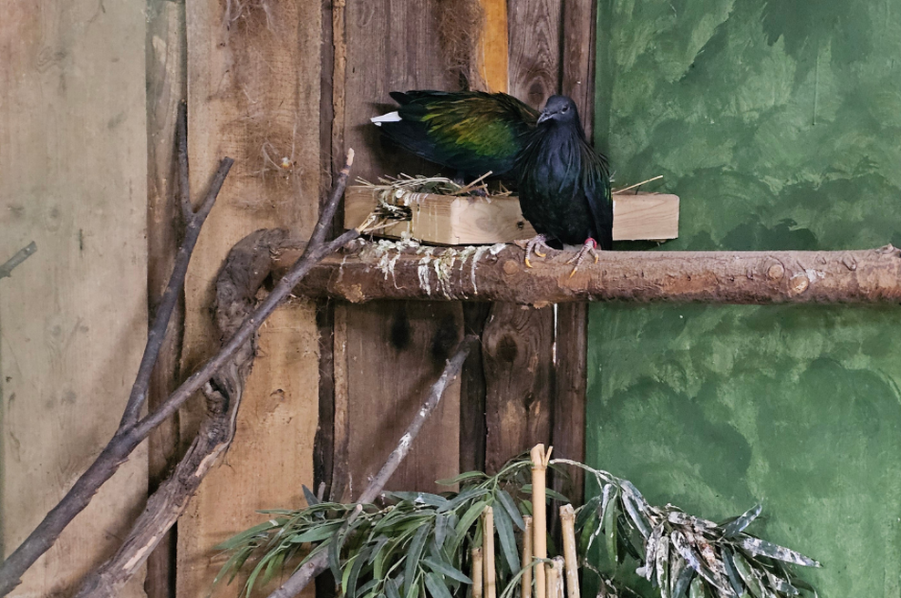 Bomo Slovenci rešili eno najbolj ogroženih vrst?! Zgodilo se je nekaj osupljivega, izlegel se je prvi ... (FOTO) (foto: Tropska hiša)