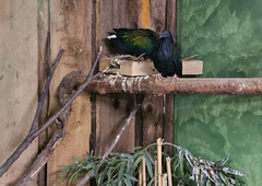 Bomo Slovenci rešili eno najbolj ogroženih vrst?! Zgodilo se je nekaj osupljivega, izlegel se je prvi ... (FOTO)