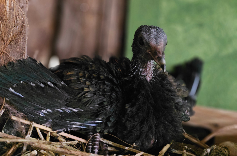 mladič nikobarski golob živali Tropska hiša v Celju