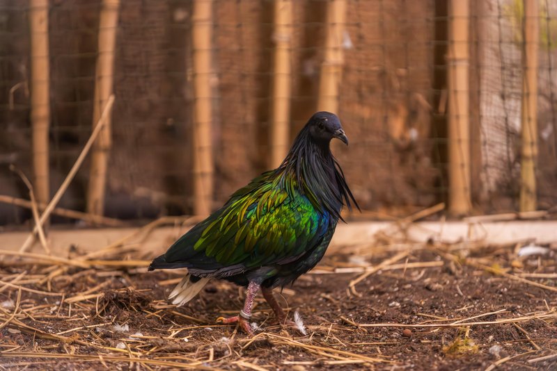 Samec nikobarskega goloba v Tropski hiši
