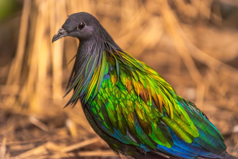 Samec nikobarskega goloba v Tropski hiši