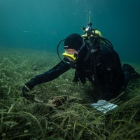 veliki lescur jadran hrvaska tezave zadnji primerki italija resitev groza ogorcenje