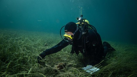 veliki lescur jadran hrvaska tezave zadnji primerki italija resitev groza ogorcenje